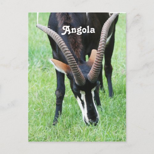 Angola Sable Antelope Postcard