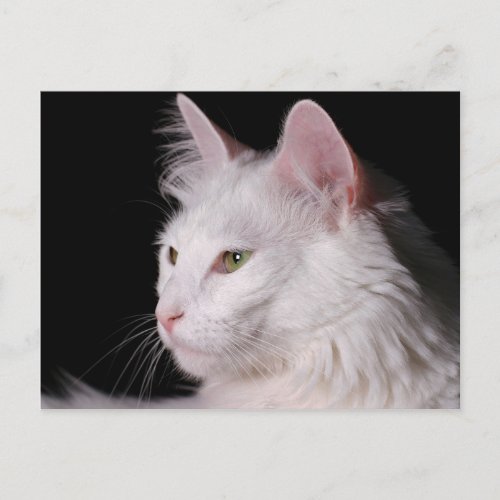 angora cat postcard