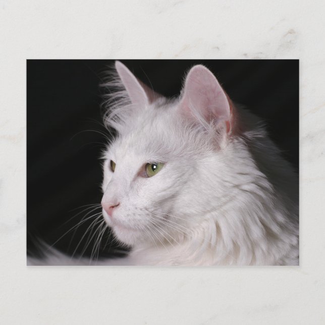 angora cat postcard (Front)