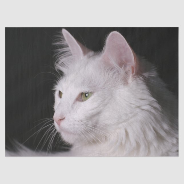 angora cat tissue paper (Front)