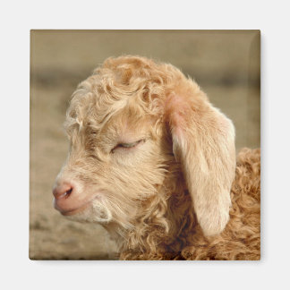Angora Goat Kid - Magnet