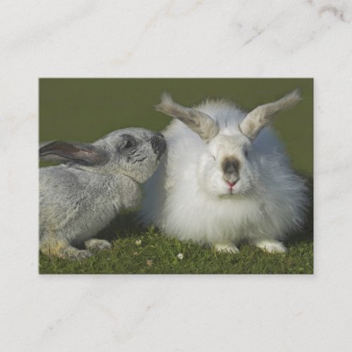 Angora Rabbit Breeder Pet Store _ Two Sided Business Card