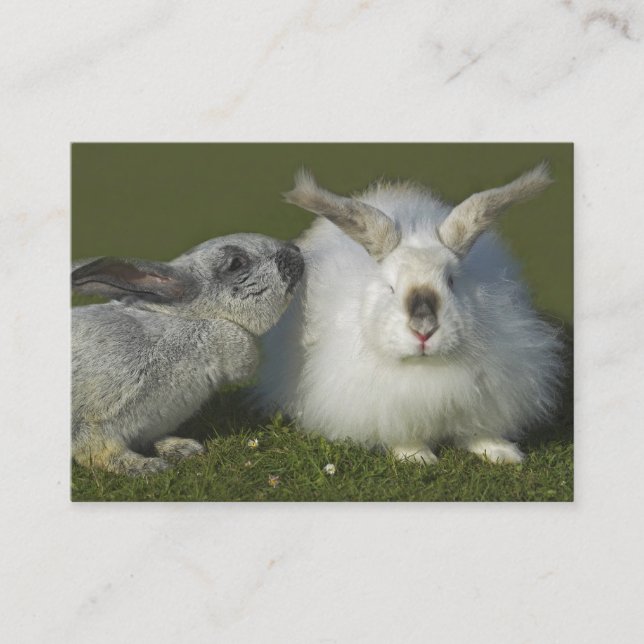 Angora Rabbit Breeder, Pet Store - Two Sided Business Card (Front)