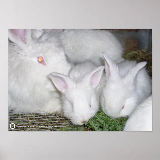 ANGORA RABBITS POSTER Zazzle
