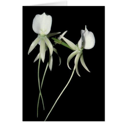 Angraecum eburneum cards (Front)