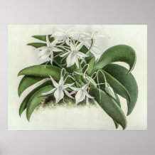 Angraecum Leonis Orchid