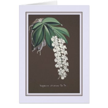Angroecum Citratum by Garden_Miester at Zazzle