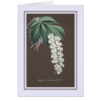 Angroecum citratum cards