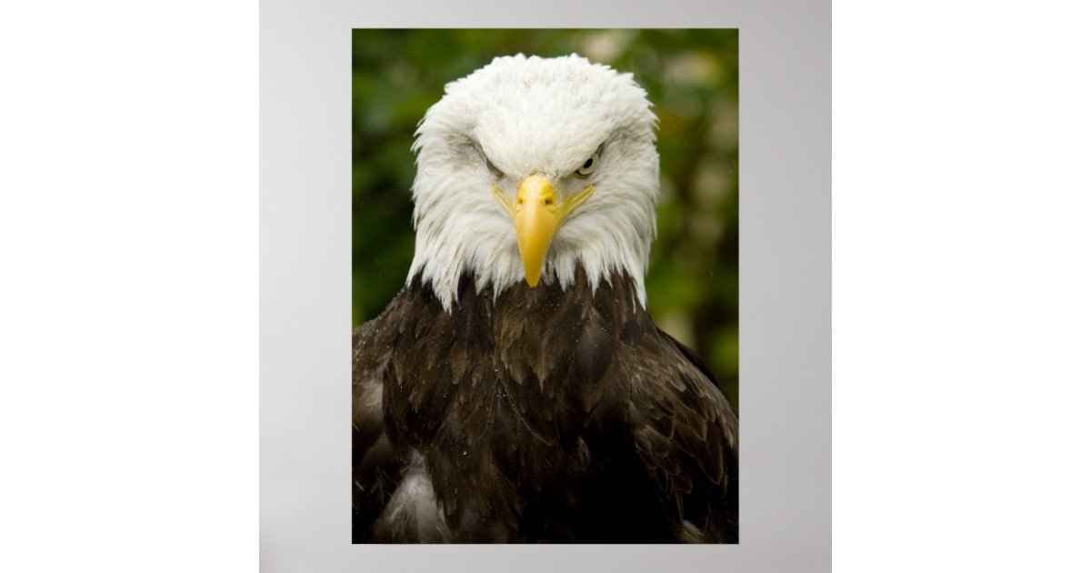 Angry Bald Eagle Poster | Zazzle