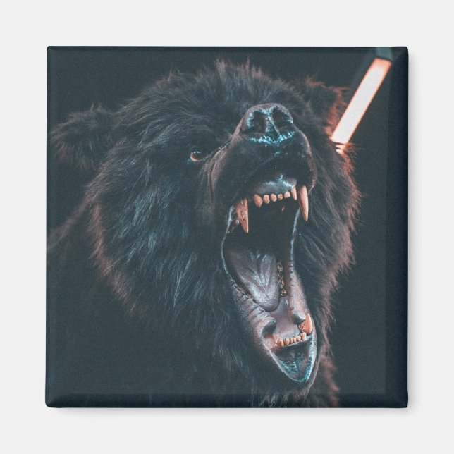 Angry Bear Teeth Black Bear Growl Magnet (Front)