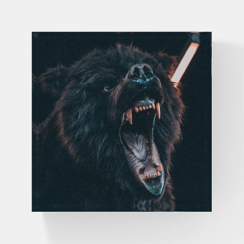 Angry Bear Teeth Black Bear Growl Paperweight