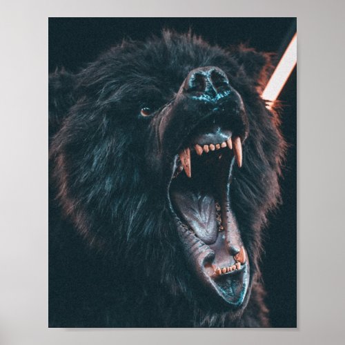 Angry Bear Teeth Black Bear Growl Poster