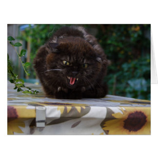 Angry Black Cat