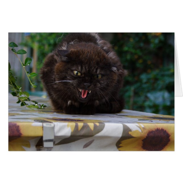 Angry Black Cat Cards (Front Horizontal)