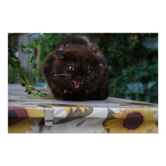 Angry Black Cat Poster