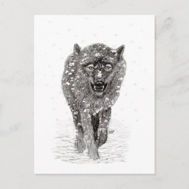Angry Black Wolf in the Snow , wild Winter Postcard (Front)