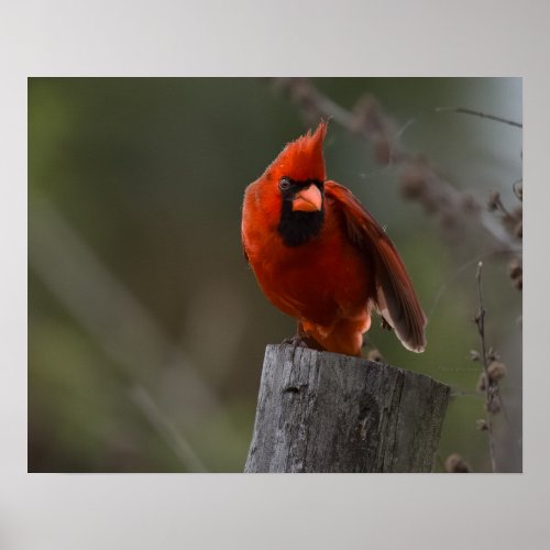 Angry Cardinal Looking Questioningly Poster