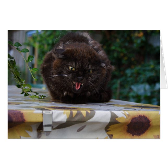 Angry Cat Cards (Front Horizontal)