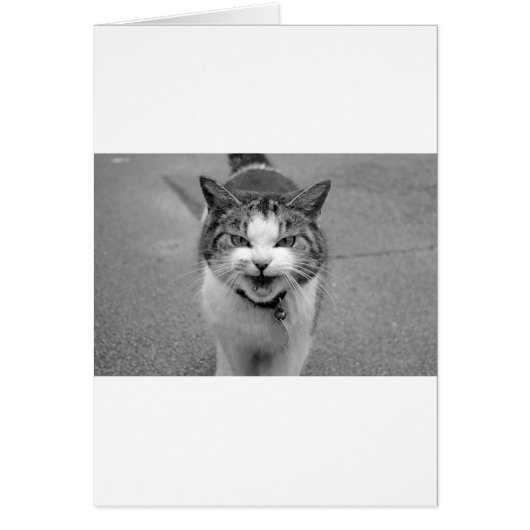Angry Cat Cards (Front)