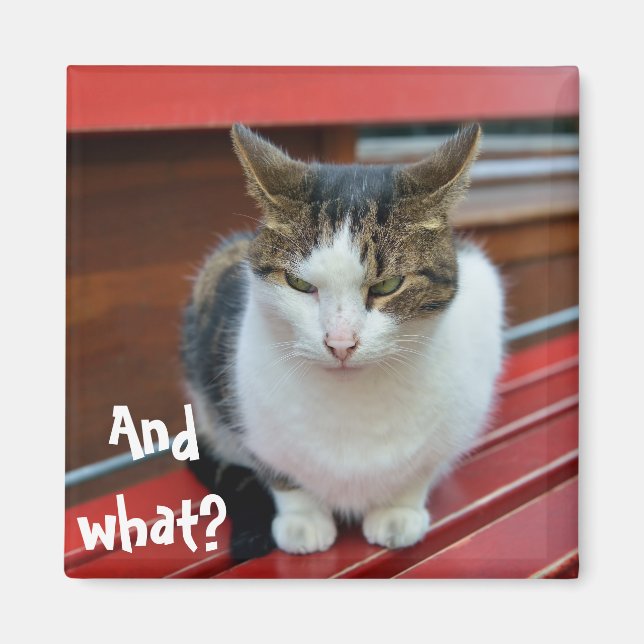 Angry cat magnet (Front)