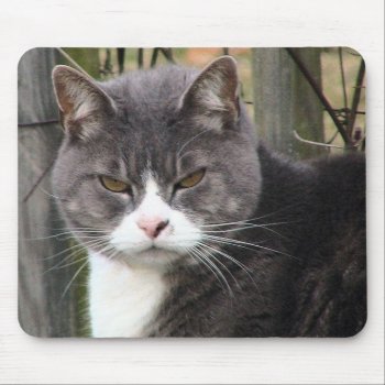 Angry Cat Mousepads by Theraven14 at Zazzle