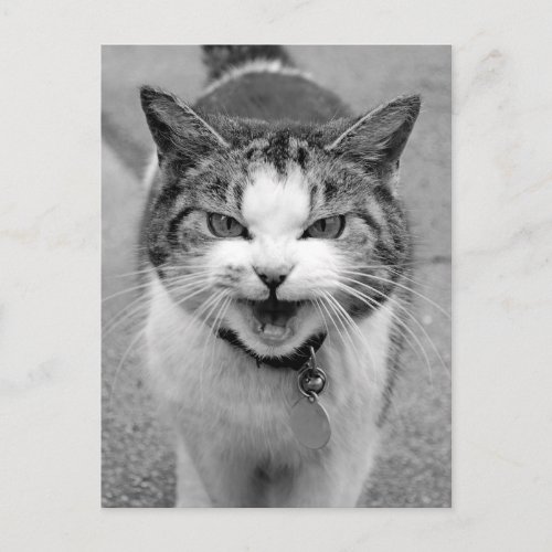 Angry Cat Postcard