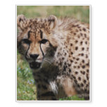 Angry Cheetah Temporary Tattoos