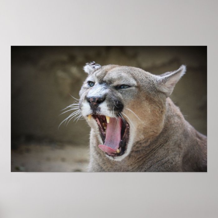 Angry Cougar Print