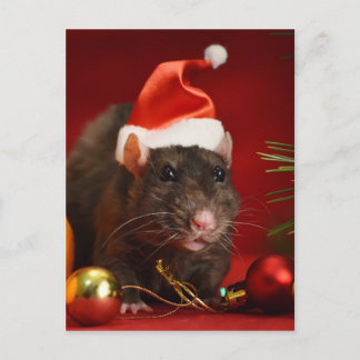 Angry dwarf. postcard