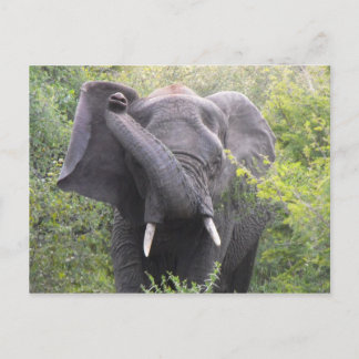 Angry Elephant Postcard