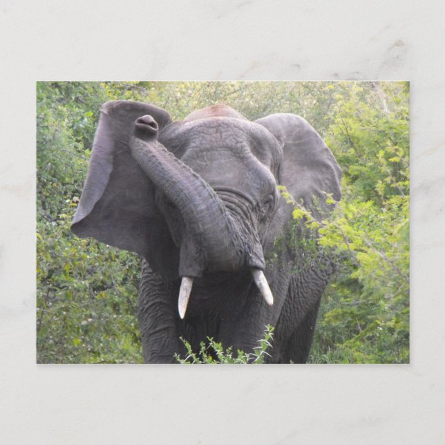 Angry Elephant Postcard (Front)
