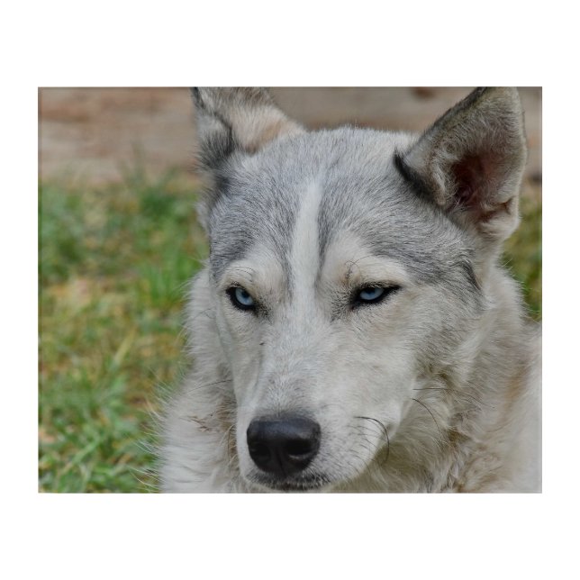 Angry Husky photo Acrylic Print (Front)