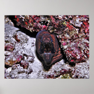 Angry Little Eel Poster