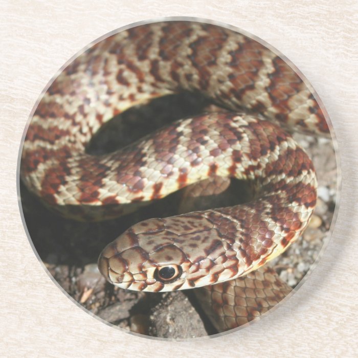 Angry Looking Snake Drink Coaster