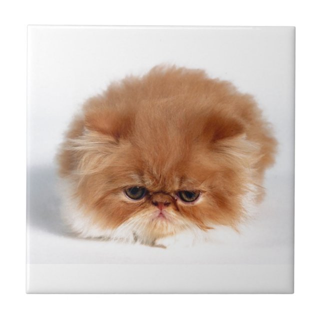 Angry Persian Puff Ball Kitten Ceramic Tile (Front)
