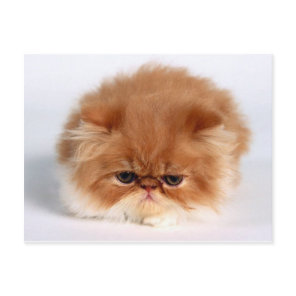 Angry Persian Puff Ball Kitten Postcard