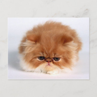 Angry Persian Puff Ball Kitten Postcard