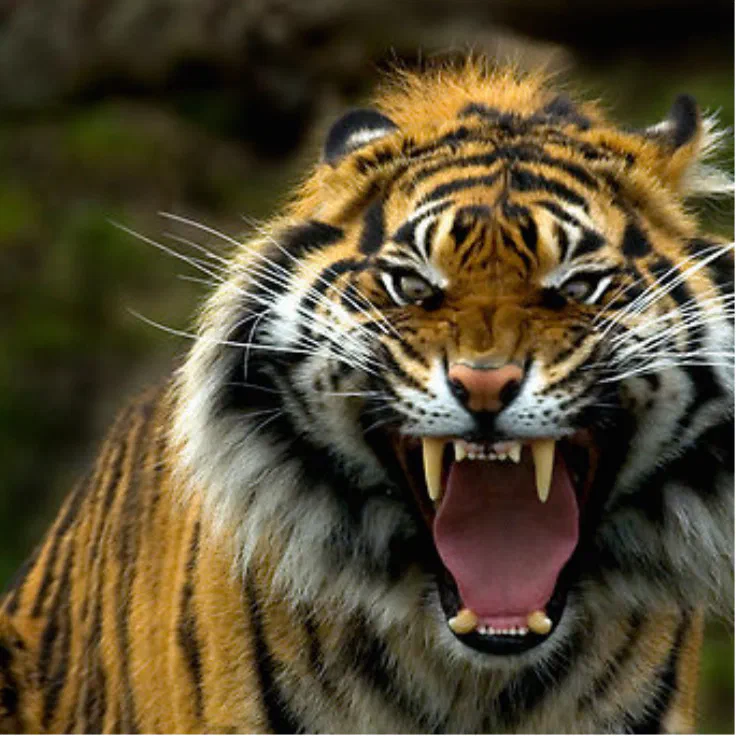 tiger angry facebook cover