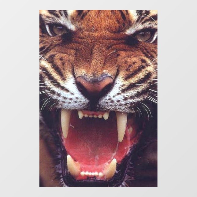 angry tiger cut out (Front)