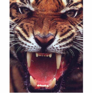 angry tiger cut out