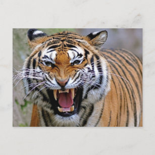 Angry Tiger Postcards