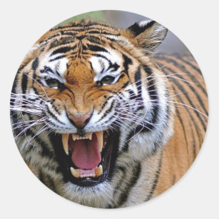 Angry Tiger Stickers