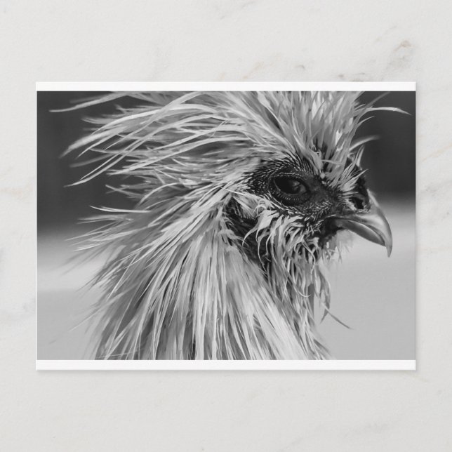 Angry Wet Silkie Chicken Postcard (Front)