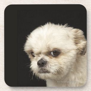 Angry white Shih Tzu with brown eyes Beverage Coaster