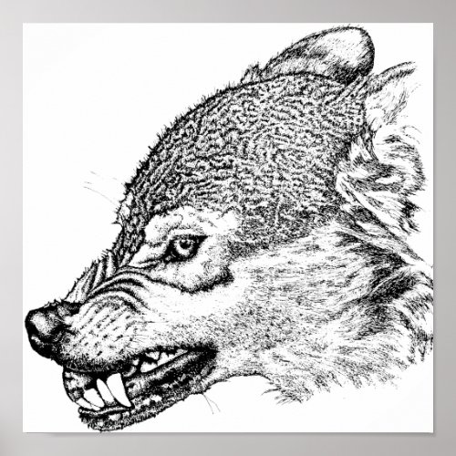 Angry Wolf Showing Teeth Animal Wildlife Art Poster