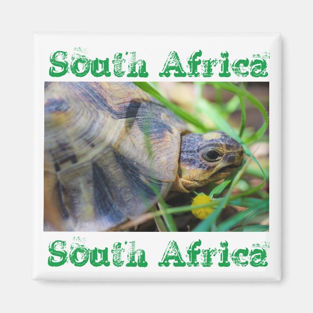 Angulate Tortoise South Africa Nature Magnet (Front)