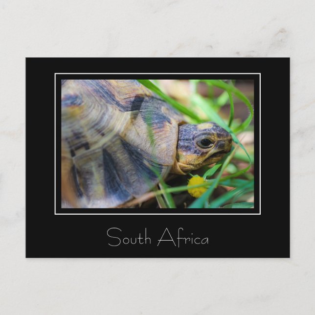 Angulate Tortoise South Africa Nature Postcard (Front)
