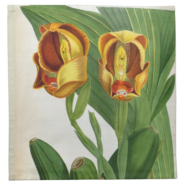 Anguloa Ruckerii Sanguine Lindenia Orchid Cloth Napkin (Front)