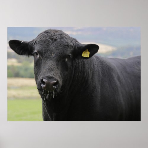 Angus black beef bull poster