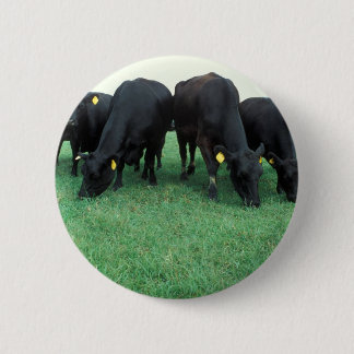 Angus cattle pinback button
